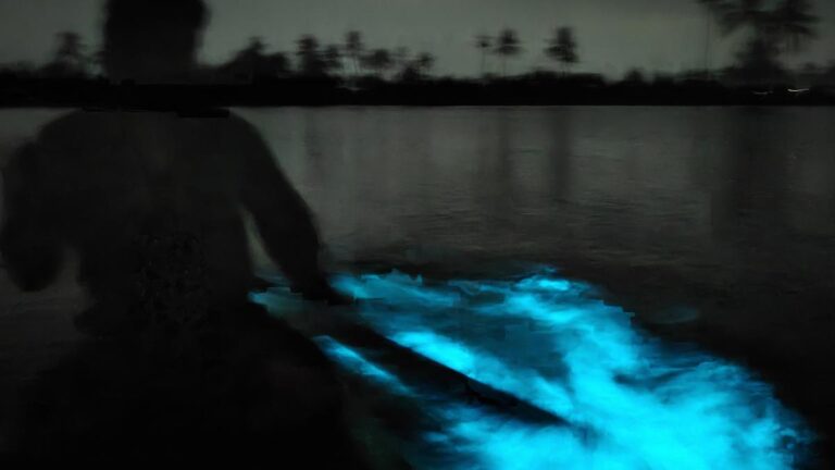 Kayaking on Kochi’s bioluminescent backwaters