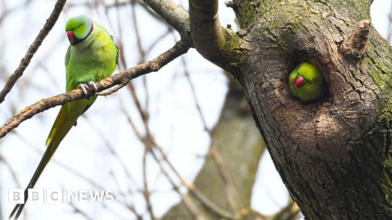 Waterworks Park: Birdwatchers embrace Belfast parakeets