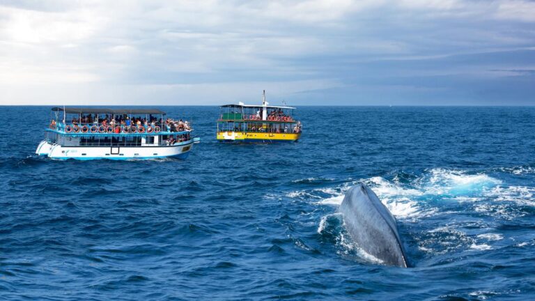 When is the best time to spot blue whales and dolphins in Sri Lanka? A quick guide