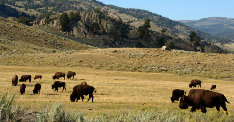 Bison Gores Man in Yellowstone National Park