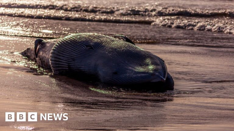 Dead minke whale washed up on beach