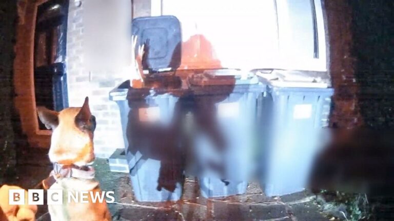 Watch the moment police dog finds suspect in wheelie bin