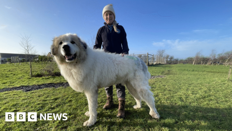 Cumbrian giant rescue dog Brody finds ‘forever home’