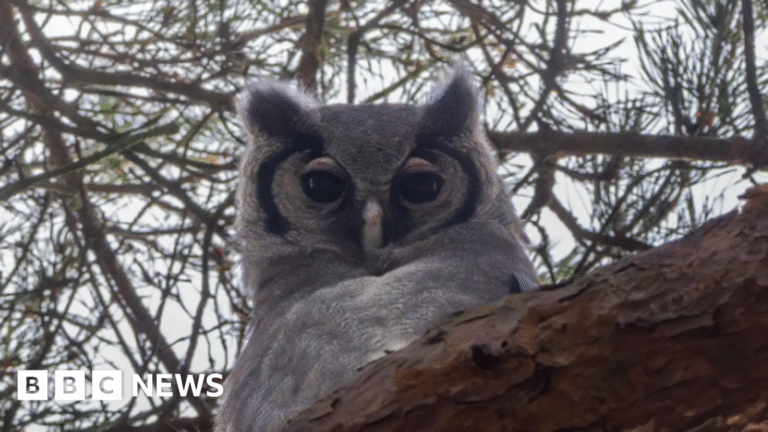 Rare owl spotted in wild after Wolverhampton zoo escape