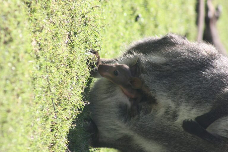 Wallaby joey sticks head out for first time at Exmoor Zoo